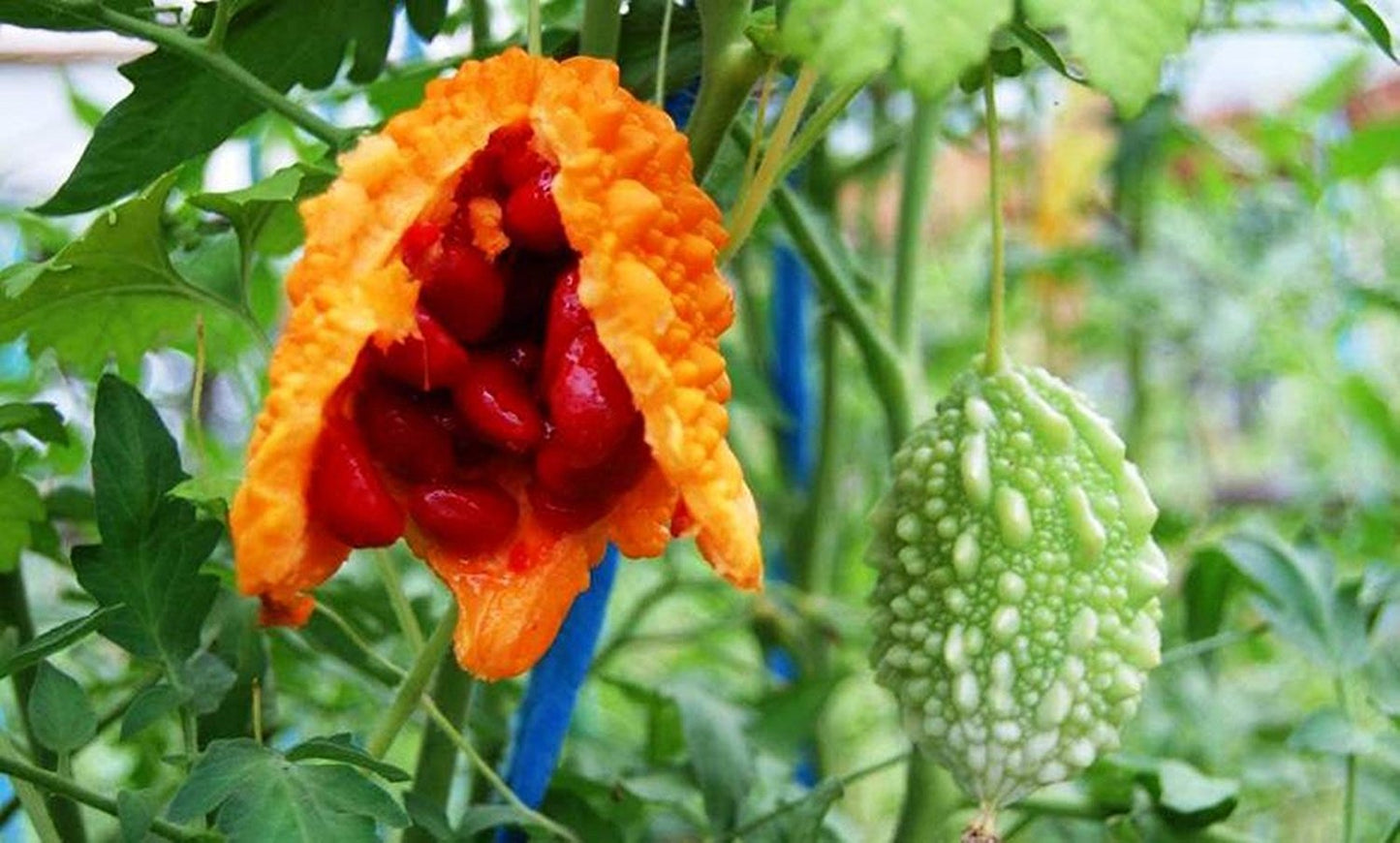 Jamaican Cerasee Bush tea